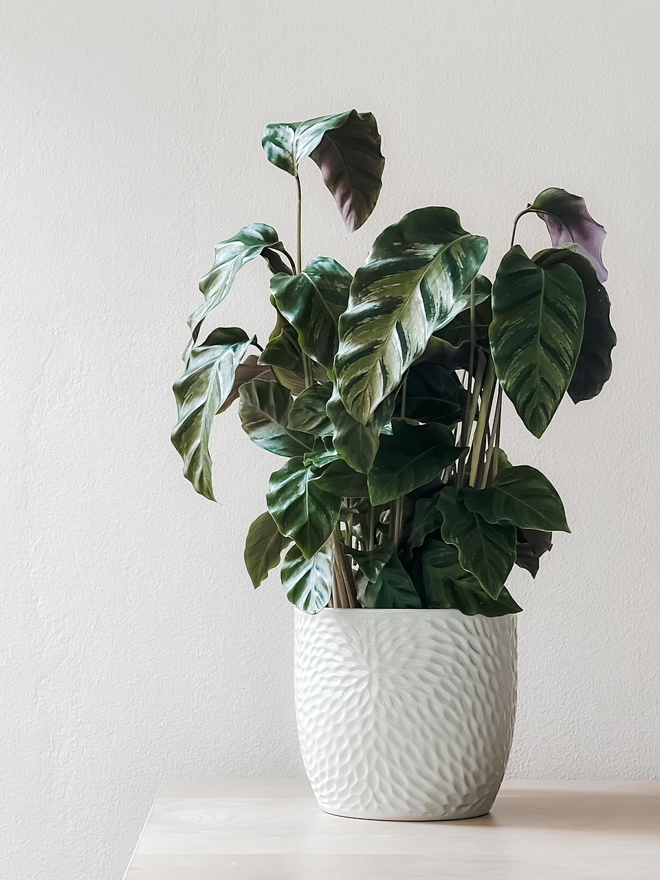 about-us houseplant, potted plant, decor, nature, foliage, plant, houseplant, houseplant, houseplant, potted plant, potted plant, potted plant, potted plant, plant, plant, plant, plant, plant